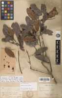 Syntype of Arytera arcuata Radlk. [family SAPINDACEAE]