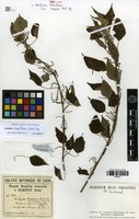 Syntype of Acalypha brasiliensis Müll.Arg. var. longipes Müll.Arg. [family EUPHORBIACEAE]
