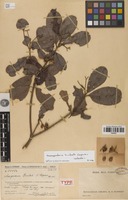 Isolectotype of Nesogordonia humbertii Capuron [family MALVACEAE]