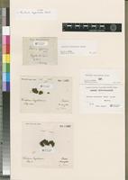 Filed as Thuidium byssoideum Besch. [family THUIDIACEAE]