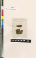 Isosyntype of Thuidium intermedium Mitt. [family THUIDIACEAE]