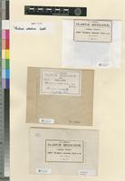 Syntype of Thuidium robustum Cardot [family THUIDIACEAE]