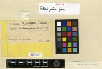 Isotype of Frullania julacea Spruce [family JUBULACEAE]