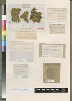Holotype of Ectropothecium intertextum Renauld & Cardot [family HYPNACEAE]