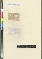 Filed as Macromitrium eckendorffii Thér. & P. de la Varde [family ORTHOTRICHACEAE]