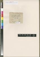 Holotype of Bryum peralatum P. de la Varde [family BRYACEAE]