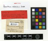 Lectotype of Racomitrium nitidulum Cardot [family GRIMMIACEAE]