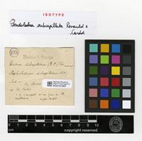 Isotype of Thuidium subcapillatum (Renauld & Cardot) Thér. [family THUIDIACEAE]