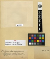 Type of Macromitrium mac-leai Paris [family ORTHOTRICHACEAE]