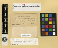 Isotype of Macrocoma capillicaulis (Müll.Hal. ex Broth.) Vitt [family ORTHOTRICHACEAE]