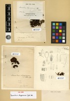 Type? of Macromitrium chrysoneuron Müll. Hal. [family ORTHOTRICHACEAE]