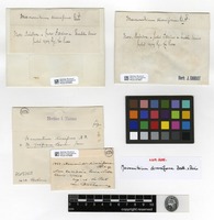 Type? of Macromitrium diversiforme Broth. & Paris [family ORTHOTRICHACEAE]
