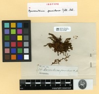 Isotype of Macromitrium paucidens Müll.Hal. [family ORTHOTRICHACEAE]