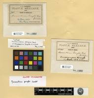 Syntype of Macromitrium pringlei Cardot [family ORTHOTRICHACEAE]