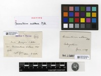 Isotype of Macromitrium sublaeve Mitt. [family ORTHOTRICHACEAE]