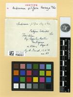 Isotype of Andreaea pilifera Herzog ex Thér. [family ANDREAEACEAE]