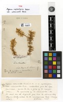Type of Hypnum aduncoides (Brid.) Müll.Hal. [family HYPNACEAE]