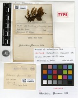 Isotype of Holomitrium flexuosum Mitt. [family DICRANACEAE]