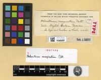 Isotype of Holomitrium marginatum Mitt. [family DICRANACEAE]