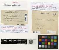 Isotype of Holomitrium wrightii Sull. [family DICRANACEAE]