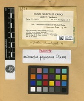 Paratype of Microdus papuanus Dixon [family DICRANACEAE]