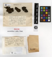 Isosyntype of Macromitrium wattsii Broth. [family ORTHOTRICHACEAE]