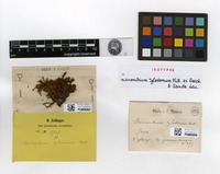 Isotype of Macromitrium tylostomum Mitt. ex Bosch & Sande Lac. [family ORTHOTRICHACEAE]