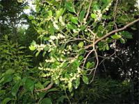 Maytenus undata