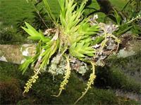 Oberonia disticha
