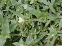 Portulaca quadrifida