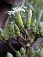 Anthocleista grandiflora