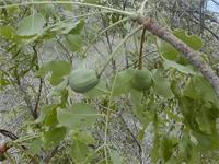 Sclerocarya birrea