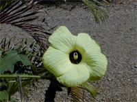 Abelmoschus moschatus