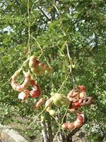 Pithecolobium dulce
