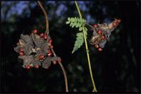 Abrus precatorius