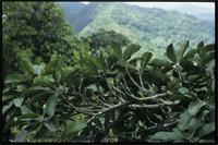 Labramia mayottensis