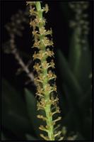 Oberonia disticha
