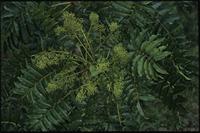 Polyscias felicis