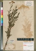 Isotype of Senecio serratuloides DC. var. glabratus DC. [family ASTERACEAE]
