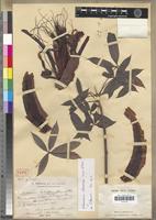 Type of Adansonia rubrostipa Jum. & H.Perrier [family BOMBACACEAE]
