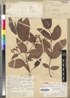 Type of Microsteira brickavillensis Arènes [family MALPIGHIACEAE]
