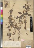Holotype of Microsteira gracilis Dubard & Dop [family MALPIGHIACEAE]