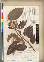 Type of Preussiella chevalieri Jacq.-Fél. [family MELASTOMATACEAE]