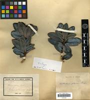 Isotype of Xanthostemon glaucus Pamp. [family MYRTACEAE]