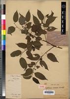 Isotype of Byttneria ivorensis N.Hallé [family STERCULIACEAE]