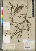 Holotype of Menarda nummulariifolia Baill. [family EUPHORBIACEAE]