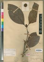 Type of Sarcocephalus xanthoxylon A.Chev. [family RUBIACEAE]