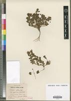 Holotype of Linaria agglutinam Pomel [family SCROPHULARIACEAE]