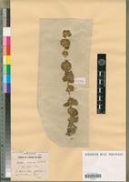 Holotype of Ballota hispanica (L.) Munby var. inermis Emb. et Maire [family LAMIACEAE]