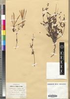 Holotype of Erodium glabrum Pomel [family GERANIACEAE]